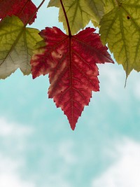 Red and green leaves in autumn