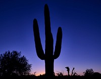 A saguaro cactus dominates the scene at dusk in the garden of the White Stallion Ranch, a dude ranch outside Tucson, Arizona. Original image from <a href="https://www.rawpixel.com/search/carol%20m.%20highsmith?sort=curated&amp;page=1">Carol M. Highsmith</a>&rsquo;s America, Library of Congress collection. Digitally enhanced by rawpixel.