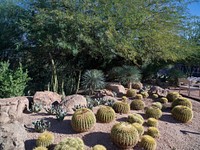 Cacti at the Desert Botanical Garden a 147-acre botanical preserve in Phoenix, Arizona.