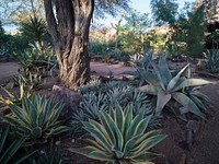 Cacti at the Desert Botanical Garden a 147-acre botanical preserve in Phoenix, Arizona.