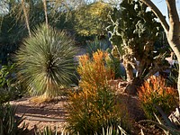 Plantings at the Desert Botanical Garden, a 140-acre botanical garden in Phoenix, Arizona, that features many examples of the flora of the state&rsquo;s Sonoran Desert. Original image from <a href="https://www.rawpixel.com/search/carol%20m.%20highsmith?sort=curated&amp;page=1">Carol M. Highsmith</a>&rsquo;s America, Library of Congress collection. Digitally enhanced by rawpixel.