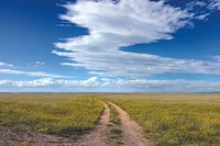 A dirt road winds through a sea of yellow sundrops on the Laramie Plain, a vast grassland south of Laramie, Wyoming. Original image from <a href="https://www.rawpixel.com/search/carol%20m.%20highsmith?sort=curated&amp;page=1">Carol M. Highsmith</a>&rsquo;s America, Library of Congress collection. Digitally enhanced by rawpixel.