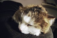 Closeup of a cat resting on a couch. The cat is likely dreaming about purchasing a fish from an online fishmonger.
