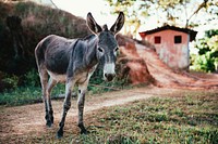 Free donkey with rope leash around its neck photo, public domain animal CC0 image.