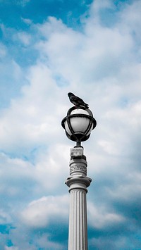 A pigeon perches on the top of a lamp post against a blue sky.