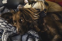 Free two dogs cuddled up on blue blanket image, public domain animal CC0 photo.