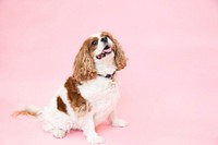 Free cavalier king charles spaniel dog  image, public domain animal CC0 photo.