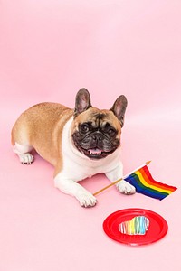 Free french bulldog with pride flag and treat image, public domain animal CC0 photo.