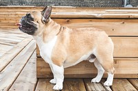 Free bulldog image, public domain animal CC0 photo.