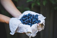 Free blueberries image, public domain fruit CC0 photo. 