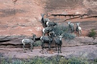 Bighorn sheep in Colorado National Monument, a preserve of vast plateaus, canyons, and towering monoliths in Mesa County, Colorado, near Grand Junction. Original image from <a href="https://www.rawpixel.com/search/carol%20m.%20highsmith?sort=curated&amp;page=1">Carol M. Highsmith</a>&rsquo;s America, Library of Congress collection. Digitally enhanced by rawpixel.