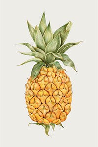 Pineapple vintage hand-drawn vector in color-pencil
