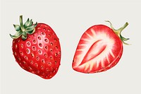 Strawberry vintage hand-drawn vector in color-pencil