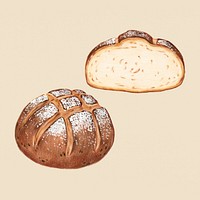 Freshly baked sourdough bread hand-drawn illustration