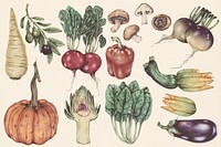 Hand drawn vegetables set illustration