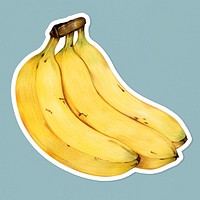 Fresh banana illustration psd food drawing