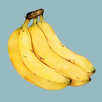 Hand drawn banana illustration