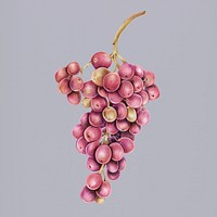 Hand drawn grapes illustration