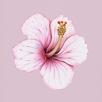 Hand drawn pink hibiscus illustration