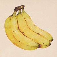 Hand drawn banana illustration