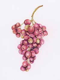 Hand drawn grapes illustration