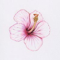 Hand drawn pink hibiscus illustration