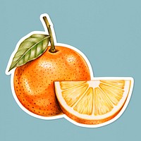 Organic fruit psd orange illustration hand drawn