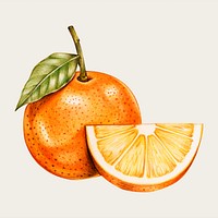 Orange hand-drawn vector in colored pencil