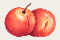 Peach hand-drawn vector in colored pencil