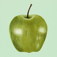 Hand drawn green apple illustration