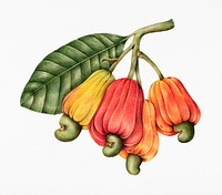 Hand drawn cashew nut and fruits