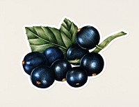 Hand drawn blackcurrants fruit sticker with a white border on a white background