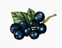 Hand drawn sketch of blackcurrants