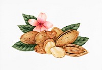 Hand drawn sketch of almonds