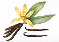 Illustration of vanilla