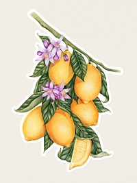 Hand drawn lemons fruit sticker with a white border on a white background