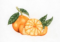 Illustration drawing style of orange