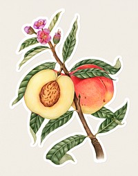 Hand drawn peach fruit sticker with a white border on a white background