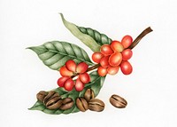 Illustration of coffee beans