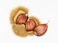 Illustration of a raw chestnut