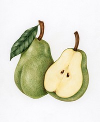 Illustration drawing style of pear