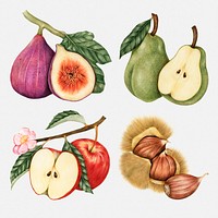 Hand drawn fruit and chestnut sticker design element set