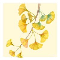 Hand drawn ginkgo flower illustration