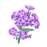 Hand drawn purple phlox flower illustration