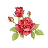 Hand drawn rose flower illustration