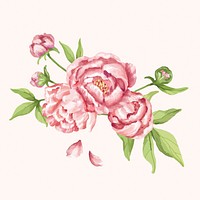 Hand drawn pink peony flower illustration