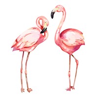 Hand drawn pink flamingo illustration