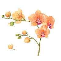 Hand drawn orchid flower illustration