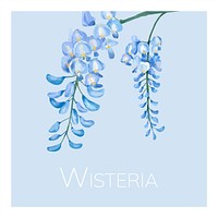 Hand drawn wisteria flower illustration
