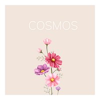 Hand drawn cosmos flower illustration